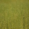 IMG_0529